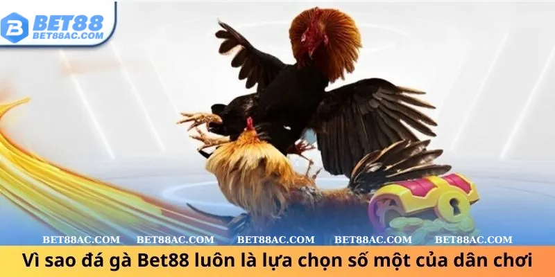 Vì sao đá gà Bet88 luôn là lựa chọn số một của dân chơi